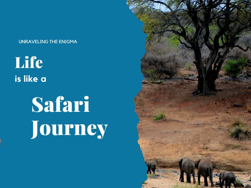 Unraveling the Enigma: Life is Like a Safari Journey