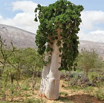 Fig Trees, Socotra Archipelago, Yemen