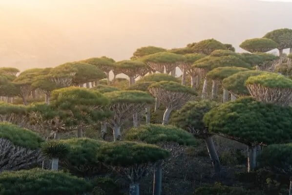 Socotra Archipelago, dragon trees in Yemen