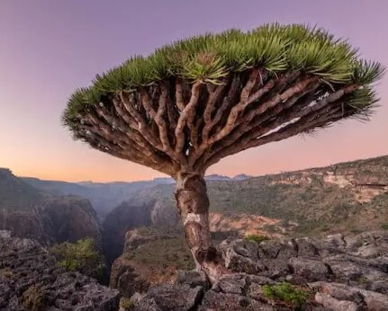 Socotra Archipelago, dragon tree and nice rock view in Yemen