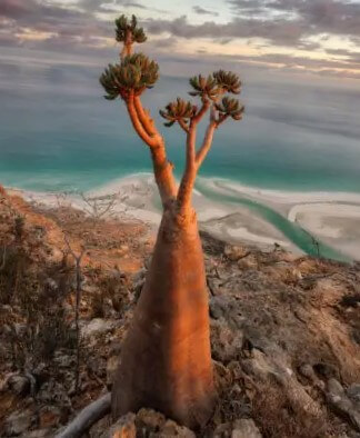 Bottle Tree, Socotra Archipelago, Yemen