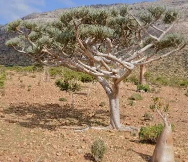 Cucumber Trees in Socotra Archipelago, Yemen