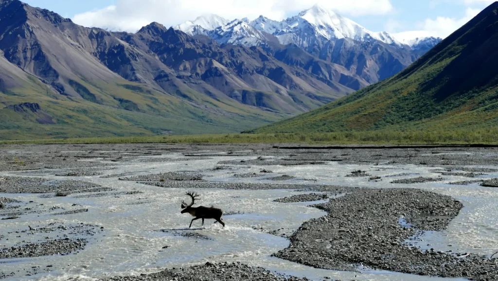 Denali National Park