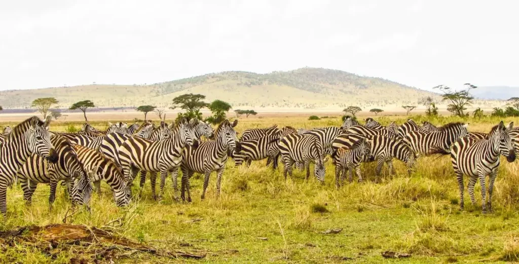 Serengeti National Park, Tanzania and Kenya