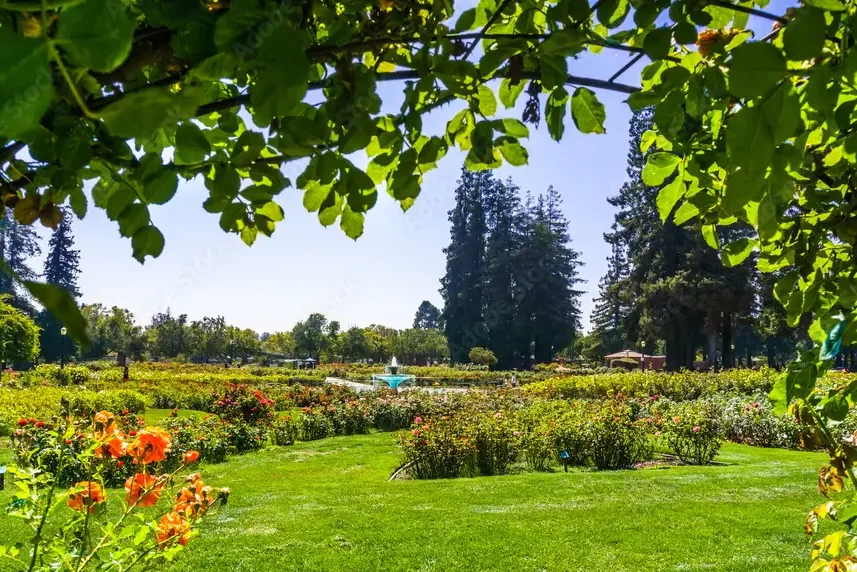 Landscape in the Municipal Rose Garden, San Jose, south San Francisco bay area, California
