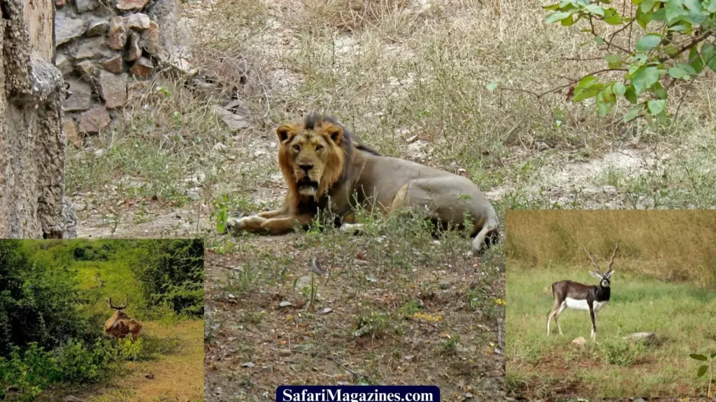 Gir Forest National Park_ Renowned as the last home for the Asiatic lion, India_  Top Natural Treasures