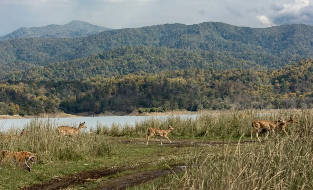 Jim Corbett National Park, in the foothills of the Himalayas in Uttarakhand, India _ Top Natural Treasures