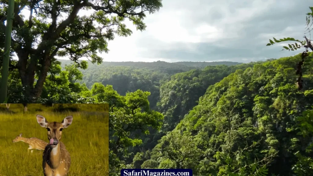 Mudumalai National Park, in the Nilgiri Hills of Tamil Nadu, India