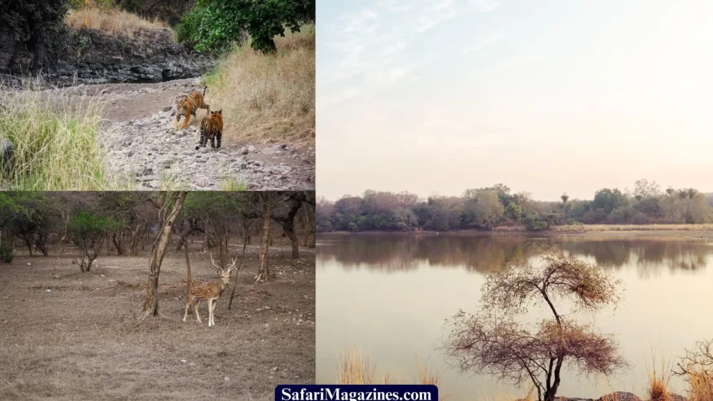 Ranthambore National Park, Nestled in the Aravalli and Vindhya mountain ranges in Rajasthan, India _ Top Natural Treasures