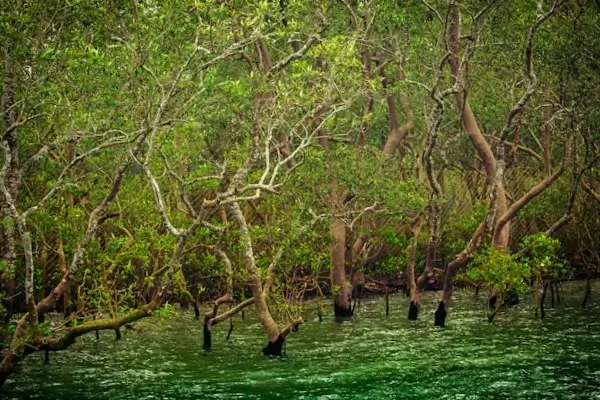 Sundarbans National Park, Stretching across the delta of the Ganges, Brahmaputra, and Meghna rivers in West Bengal, in India and Bangladesh