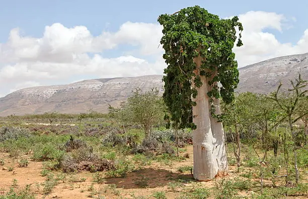 Fig Trees