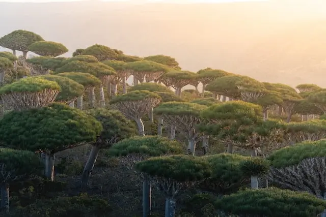 Socotra Archipelago, dragon trees