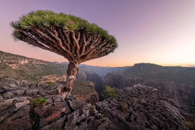 Socotra Archipelago, dragon tree and nice rock view