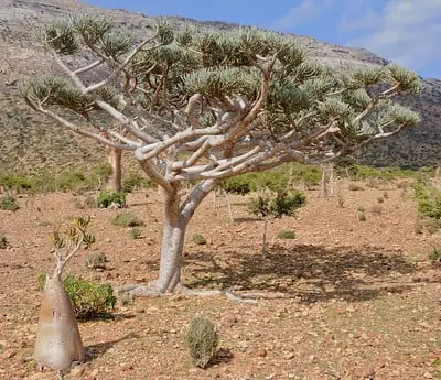 Cucumber Trees  in Socotra Archipelago